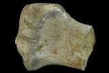 Ceratopsian Dinosaur Metatarsal - Alberta(Disposition #-) #134451-1